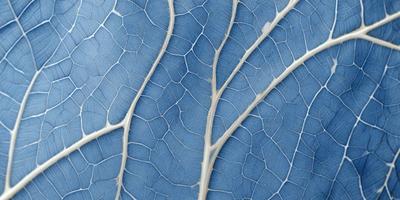 The primary subject of the image is a close-up of a blue leaf with a white vein. The leaf is the main focus of the image, and it is set against a blue background. The visual style of the image is a close-up, which emphasizes the details of the leaf. The colors in the image are predominantly blue and white, creating a calm and serene atmosphere.