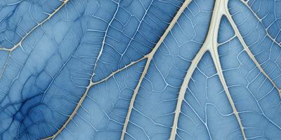 The primary subject of the image is a close-up of a leaf with a blue background. The leaf is textured and has a blue hue, giving it a unique and visually appealing appearance. The setting appears to be a natural environment, possibly a garden or a forest. The visual style of the image is a close-up, which emphasizes the intricate details of the leaf. The colors and mood of the image are predominantly blue, creating a serene and calming atmosphere.