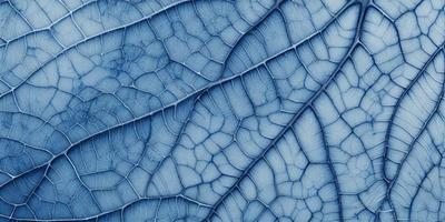 The primary subject of the image is a blue leaf with a patterned texture. The setting is a close-up of the leaf, showcasing its intricate details. The visual style is a photo of the leaf, capturing its natural beauty. The colors and mood of the image are predominantly blue, creating a calm and serene atmosphere.