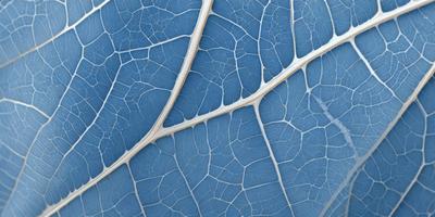 The primary subject of the image is a blue leaf with a white vein. The leaf is displayed against a blue background, giving it a vibrant and lively appearance. The visual style of the image is a close-up of the leaf, showcasing its intricate details. The colors and mood of the image are predominantly blue and white, creating a serene and calming atmosphere.