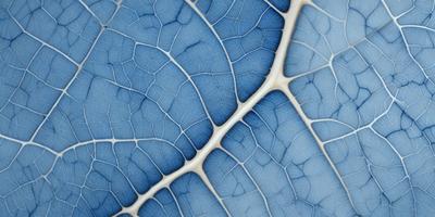 The primary subject of the image is a blue leaf with a white vein. The leaf is displayed on a blue background, giving it a vibrant and lively appearance. The visual style of the image is a close-up of the leaf, showcasing its intricate details. The colors and mood of the image are predominantly blue and white, creating a serene and calming atmosphere.