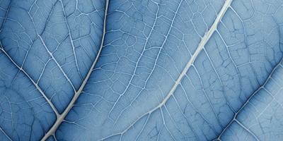 The primary subject of the image is a blue leaf with a white vein. The leaf is displayed against a blue background, giving it a vibrant and natural appearance. The visual style of the image is a close-up of the leaf, showcasing its intricate details. The colors and mood of the image are predominantly blue, creating a serene and calming atmosphere.