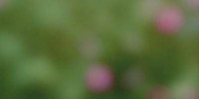 The primary subject of the image is a close-up of a flower, with a focus on its petals. The setting is a green background, which adds to the natural and vibrant atmosphere of the image. The visual style is a photo, capturing the beauty and details of the flower. The colors and mood of the image are predominantly green and natural, with the flower's petals being the main point of interest.
