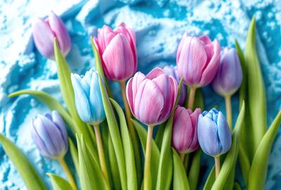 The primary subject of the image is a bouquet of colorful tulips, which are the main objects in the scene. The setting is a blue background, which adds a vibrant and lively atmosphere to the image. The visual style is a photo, capturing the beauty of the tulips in their natural environment. The colors and mood of the image are predominantly pink, purple, and blue, creating a sense of freshness and joy.