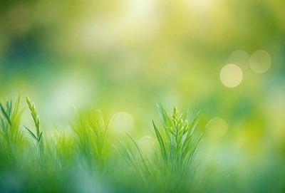 Primary subject: A single green leaf in a field of grass.

Setting/background: The leaf is surrounded by a field of green grass, with a bright sunny day creating a warm and inviting atmosphere.

Visual style: The image is a photo of the leaf in the grass, capturing the natural beauty of the scene.

Colors and mood: The dominant colors are green, representing the grass and the leaf, and the bright sunlight creates a cheerful and lively mood.