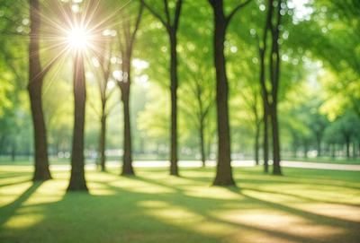 The primary subject of the image is a lush green park with a sunny day. The setting is a grassy field surrounded by many trees, creating a serene and peaceful atmosphere. The visual style is a photo, capturing the natural beauty of the park and the sunlight filtering through the trees. The colors and mood are predominantly green, with the sunlight adding a warm and inviting touch to the scene.