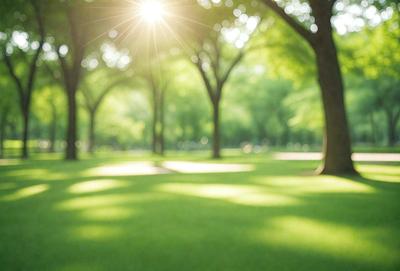 The image features a lush green park with a grassy field and a row of trees. The sunlight is shining through the trees, creating a serene and peaceful atmosphere. The primary subject is the grassy field, which is the main focus of the image. The setting is a park with a row of trees, providing a natural and relaxing environment. The visual style is a photo, capturing the beauty of the park and the sunlight filtering through the trees. The colors and mood are predominantly green, with