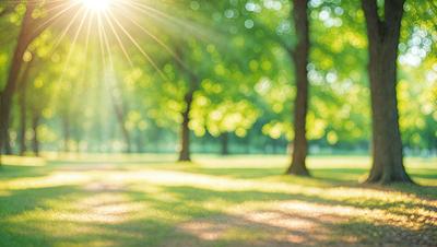 Primary subject: Trees
Setting/background: A park with a grassy field and a sunny day
Visual style: Photo
Colors and mood: Green and sunny