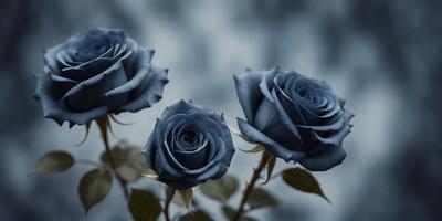 The primary subject of the image is a pair of blue roses. They are the main focus of the image, and they are displayed against a dark blue background. The visual style of the image is a photo, capturing the beauty of the blue roses. The colors and mood of the image are predominantly dark and moody, with the blue roses standing out against the dark background.