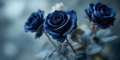 The primary subject of the image is a close-up of a single blue rose. The setting is a dark, possibly blue, background that contrasts with the vibrant blue of the rose. The visual style appears to be a photo, capturing the beauty of the rose in detail. The colors and mood of the image are predominantly blue, creating a serene and calming atmosphere.