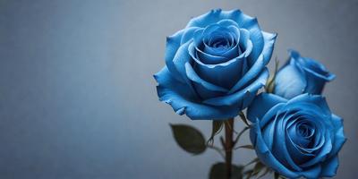The primary subject of the image is a single blue rose. The setting is a gray wall, which serves as the backdrop for the rose. The visual style is a close-up of the rose, showcasing its details. The dominant colors are blue and gray, creating a calm and serene atmosphere.