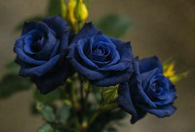 The primary subject of the image is a bouquet of blue roses. The setting is a vase filled with water, and the visual style is a close-up of the flowers. The dominant colors are blue and green, creating a serene and calming atmosphere.