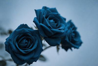 The primary subject of the image is a bouquet of blue roses. The setting is a white background, which creates a clean and minimalist appearance. The visual style is a close-up of the flowers, emphasizing their beauty and details. The colors and mood of the image are predominantly blue, giving it a calm and serene atmosphere.