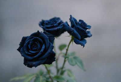 The primary subject of the image is a bouquet of blue roses. The setting is a gray background, which adds a sense of depth and contrast to the scene. The visual style is a close-up of the flowers, showcasing their vibrant blue color. The overall atmosphere is serene and elegant, as the blue roses are the main focus of the image.
