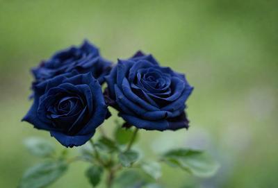 The primary subject of the image is a close-up of two blue roses. The setting is a grassy area, and the visual style is a photo. The dominant colors are blue and green, creating a calm and serene atmosphere.