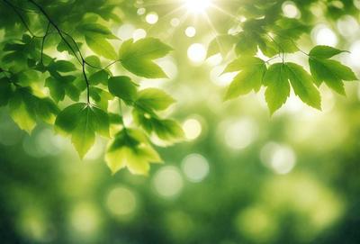 The primary subject of the image is a close-up of a leafy green tree with sunlight shining through the leaves. The setting is a lush green forest, and the visual style is a natural, outdoor scene. The dominant colors are green and yellow, creating a serene and peaceful atmosphere.