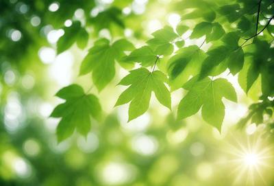 The primary subject of the image is a close-up of a leaf, which is the main object in the scene. The leaf is green and appears to be in a sunlit environment. The setting is a forest, with the leaf being surrounded by other leaves. The visual style of the image is a photo, capturing the natural beauty of the leaf in its natural habitat. The colors and mood of the image are vibrant and lively, with the green leaf being the focal point of the scene.