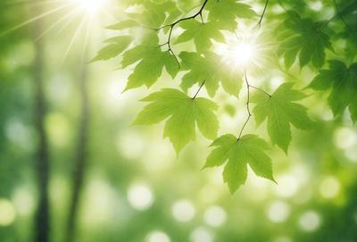 The primary subject of the image is a close-up of a leaf, possibly a maple leaf, with sunlight shining through it. The leaf is green and appears to be in a forest setting. The visual style of the image is a photo, capturing the natural beauty of the leaf and the surrounding environment. The colors and mood of the image are vibrant and lively, with the green leaf and sunlight creating a sense of freshness and vitality.