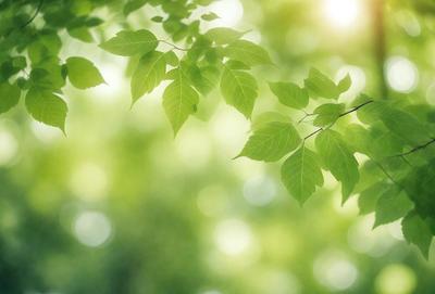 The primary subject of the image is a leafy green tree with a bright sunlight shining through its branches. The setting is a lush green forest, and the visual style is a natural, outdoor scene. The colors and mood are vibrant and serene, with the sunlight creating a warm and inviting atmosphere.