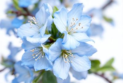 The primary subject of the image is a beautiful blue flower with white petals. The flower is surrounded by a lush green tree, creating a serene and natural setting. The visual style of the image is a close-up of the flower, showcasing its intricate details. The dominant colors in the image are blue and white, giving it a calming and peaceful atmosphere.