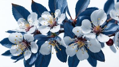 The primary subject of the image is a close-up of a tree filled with white flowers. The tree is blue, and the flowers are white. The setting is a white background, which provides a clean and minimalistic look to the image. The visual style is a photo, capturing the beauty of the tree and its flowers in detail. The colors and mood of the image are serene and calming, with the white flowers and blue tree creating a peaceful and harmonious atmosphere.