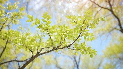 The primary subject of the image is a tree with green leaves. The tree is surrounded by a blue sky, which serves as the background. The visual style of the image is a photo, capturing the natural beauty of the tree and its surroundings. The colors in the image are predominantly green, which gives the scene a calm and serene atmosphere.