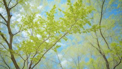 The primary subject of the image is a tree with green leaves. The tree is located in a forest, surrounded by a lush green environment. The visual style of the image is a photo, capturing the natural beauty of the tree and its surroundings. The colors and mood of the image are predominantly green, creating a serene and peaceful atmosphere.