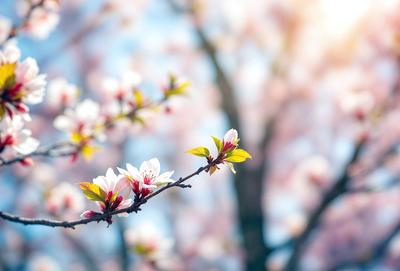 Primary subject: Blossoming tree branches with pink flowers.

Setting/background: A tree with branches filled with pink flowers, surrounded by a blue sky.

Visual style: The image is a photo of a tree with blossoming branches and flowers.

Colors and mood: The dominant colors are pink and blue, creating a serene and peaceful atmosphere.