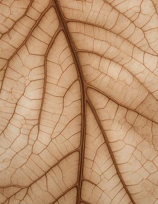 The primary subject of the image is a close-up of a leaf, showcasing its intricate texture and details. The setting is a natural environment, with the leaf being the main focus of the scene. The visual style is a realistic representation of the leaf, capturing its true appearance. The colors and mood of the image are predominantly earthy tones, giving it a natural and organic feel.