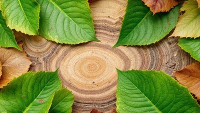 The primary subject of the image is a wooden table with a large, round, wooden piece on it. The table is surrounded by green leaves, creating a natural and serene atmosphere. The visual style of the image is a photo, capturing the details of the wooden table and leaves. The colors and mood of the image are predominantly green, with the leaves providing a sense of freshness and tranquility.