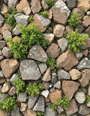 The primary subject of the image is a rock wall with a variety of rocks and plants growing on it. The setting is a rocky outdoor environment, and the visual style appears to be a photo of the rock wall. The colors and mood of the image are earthy and natural, with the rocks and plants creating a sense of growth and resilience.