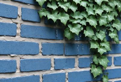 The primary subject of the image is a green plant growing on a blue brick wall. The plant has green leaves and is surrounded by a blue brick wall. The setting appears to be an outdoor environment, possibly a garden or a public space. The visual style of the image is a photo, capturing the natural beauty of the plant and the brick wall. The colors and mood of the image are predominantly green and blue, creating a serene and calming atmosphere.
