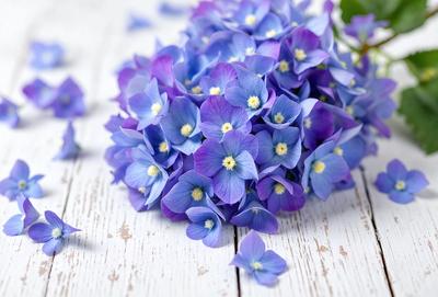 The primary subject of the image is a bouquet of purple flowers. The flowers are arranged on a white surface, which could be a table or a wall. The setting appears to be indoors, with a clean and simple environment. The visual style of the image is a close-up of the flowers, showcasing their beauty and details. The dominant colors in the image are purple and white, creating a calm and serene atmosphere.