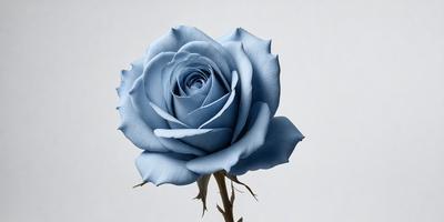 The primary subject of the image is a single blue rose. The rose is prominently displayed in the foreground, with its stem and leaves visible. The setting is a white background, which provides a clean and minimalist appearance. The visual style is a close-up of the rose, emphasizing its details and beauty. The dominant colors are blue and white, creating a calm and serene atmosphere.