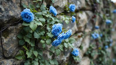The primary subject of the image is a wall covered in blue flowers. The setting is a stone wall, and the visual style appears to be a photo. The dominant colors in the image are blue and green, creating a serene and calming atmosphere.
