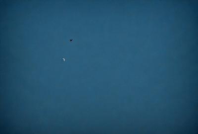 The primary subject of the image is a bird flying in the sky. The bird is positioned in the upper left part of the image. The setting is a clear blue sky, which creates a serene and peaceful atmosphere. The visual style is a photo, capturing the bird in its natural environment. The colors and mood of the image are predominantly blue, with the bird being the focal point against the backdrop of the sky.