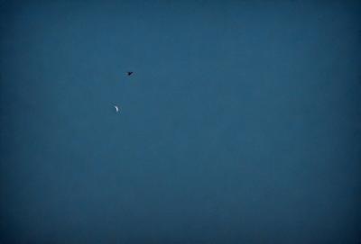 The primary subject of the image is a bird flying in the sky. The bird is positioned in the upper left part of the image. The setting is a clear blue sky, which provides a beautiful backdrop for the bird's flight. The visual style of the image is a photo, capturing the bird in its natural environment. The colors and mood of the image are predominantly blue, creating a serene and peaceful atmosphere.
