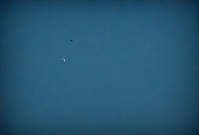 The primary subject of the image is a bird flying in the sky. The bird is positioned in the upper left part of the image. The setting is a clear blue sky, which creates a serene and peaceful atmosphere. The visual style is a photo, capturing the bird in its natural environment. The colors and mood of the image are predominantly blue, with the bird being the focal point against the backdrop of the sky.