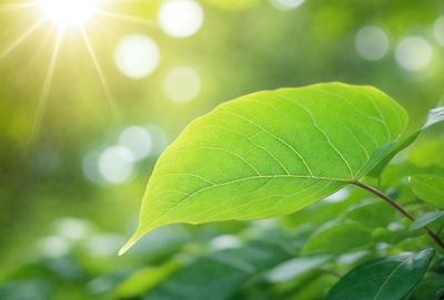 The primary subject of the image is a leaf, which is the main object, scene, or focus of the image. The leaf is green and is situated in a lush green environment, surrounded by other green leaves. The visual style of the image is a photo, capturing the natural beauty of the leaf in its natural setting. The colors and mood of the image are predominantly green, creating a serene and peaceful atmosphere.
