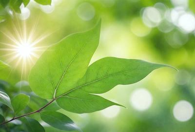 The primary subject of the image is a leaf, which is the main object, scene, or focus of the image. The leaf is green and is situated in a lush green environment, which serves as the setting or background. The visual style of the image is a photo, capturing the leaf in its natural surroundings. The colors and mood of the image are predominantly green, creating a serene and natural atmosphere.