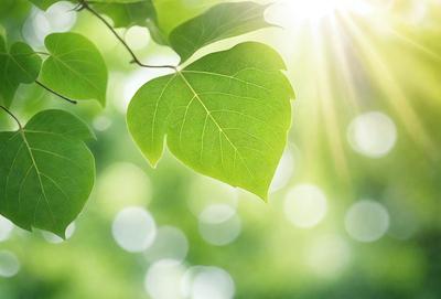 The primary subject of the image is a leaf, which is the main object, scene, or focus of the image. The leaf is green and is placed in a setting with a background of green leaves. The visual style of the image is a photo, capturing the natural beauty of the leaf. The colors and mood of the image are predominantly green, creating a serene and natural atmosphere.