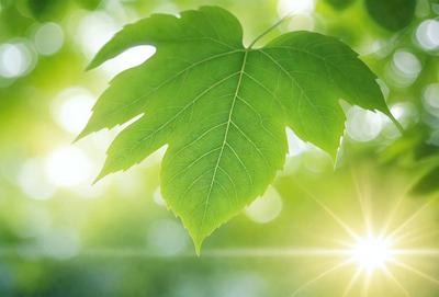 The primary subject of the image is a large green leaf, which is the main focus of the scene. The leaf is prominently displayed in the foreground, with a bright sunlight shining on it. The setting is a lush green forest, with the leaf being the central element in the image. The visual style is a close-up of the leaf, emphasizing its texture and details. The colors and mood of the image are vibrant and natural, with the green leaf being the central point of interest.