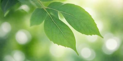 The primary subject of the image is a leaf, which is the main object, scene, or focus of the image. The leaf is green and is placed in a setting with a background of green leaves. The visual style of the image is a photo, capturing the natural beauty of the leaf. The colors and mood of the image are predominantly green, creating a serene and natural atmosphere.