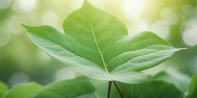 The primary subject of the image is a large green leaf, which is the main focus of the scene. The leaf is prominently displayed in the foreground, with a bright green background. The visual style of the image is a photo, capturing the natural beauty of the leaf. The colors and mood of the image are predominantly green, creating a serene and natural atmosphere.