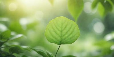 The primary subject of the image is a leaf, which is the main object, scene, or focus of the image. The leaf is green and is situated in a lush green environment, surrounded by other green leaves. The visual style of the image is a photo, capturing the natural beauty of the leaf in its natural habitat. The colors and mood of the image are vibrant and serene, with the green leaves creating a sense of tranquility and connection to nature.