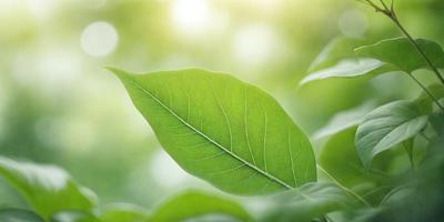 The primary subject of the image is a leaf, which is the main object, scene, or focus of the image. The leaf is green and appears to be a part of a tree. The setting/background consists of a lush green forest, with the leaf being the main point of interest. The visual style of the image is a photo, capturing the natural beauty of the leaf in its environment. The colors and mood of the image are predominantly green, creating a serene and peaceful atmosphere.