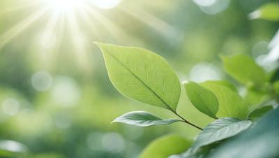 The primary subject of the image is a leaf, which is the main object, scene, or focus of the image. The leaf is green and is situated in a lush green environment, surrounded by other green leaves. The visual style of the image is a photo, capturing the natural beauty of the leaf and its surroundings. The colors and mood of the image are predominantly green, creating a serene and peaceful atmosphere.