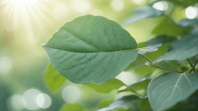 The primary subject of the image is a leaf, which is the main object, scene, or focus of the image. The leaf is green and is placed in a setting with a background of green leaves. The visual style of the image is a photo, capturing the natural beauty of the leaf. The colors and mood of the image are predominantly green, creating a serene and natural atmosphere.