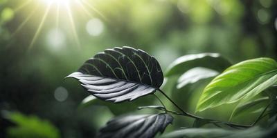 The primary subject of the image is a leaf, which is the main object, scene, or focus of the image. The leaf is black and is situated in a green environment, which serves as the setting or background. The visual style of the image is a photo, capturing the leaf in its natural surroundings. The colors in the image are predominantly green and black, creating a calm and natural atmosphere.