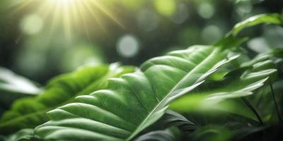 The primary subject of the image is a large green leaf, which is the main focus of the scene. The leaf is situated in a lush green environment, surrounded by other green leaves. The visual style of the image is a close-up of the leaf, showcasing its intricate details. The colors and mood of the image are predominantly green, creating a serene and natural atmosphere.